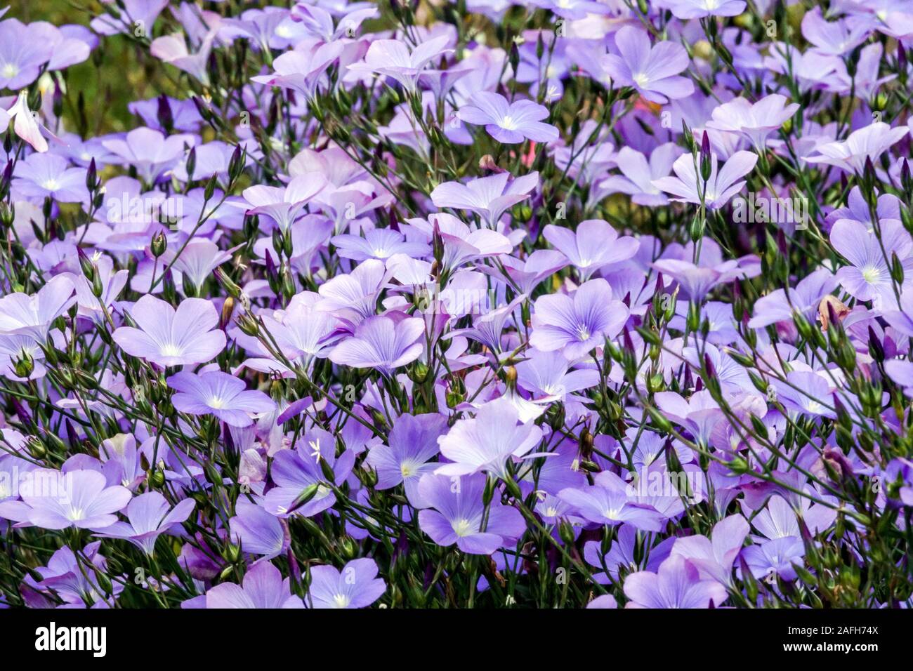 Blauer Flachs Linum narbonense, Blumenblumen blüht blüht in der Blüte Stockfoto