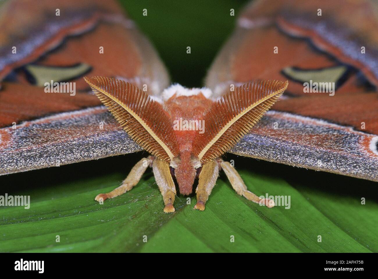 Atlas Moth (Attacus Atlas) Makro Foto detail Der unglaubliche gefiederten Antenne einer Frau. Stockfoto