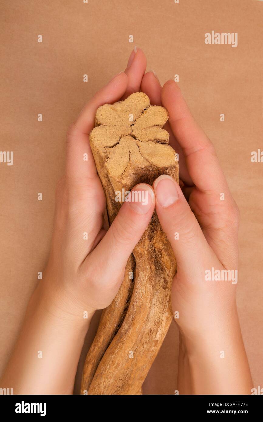 Ayahuasca banisteriopsis caapi Holz in weibliche Hände. Traditionelle psychedelic visionery Brauen. Entheogen Stockfoto