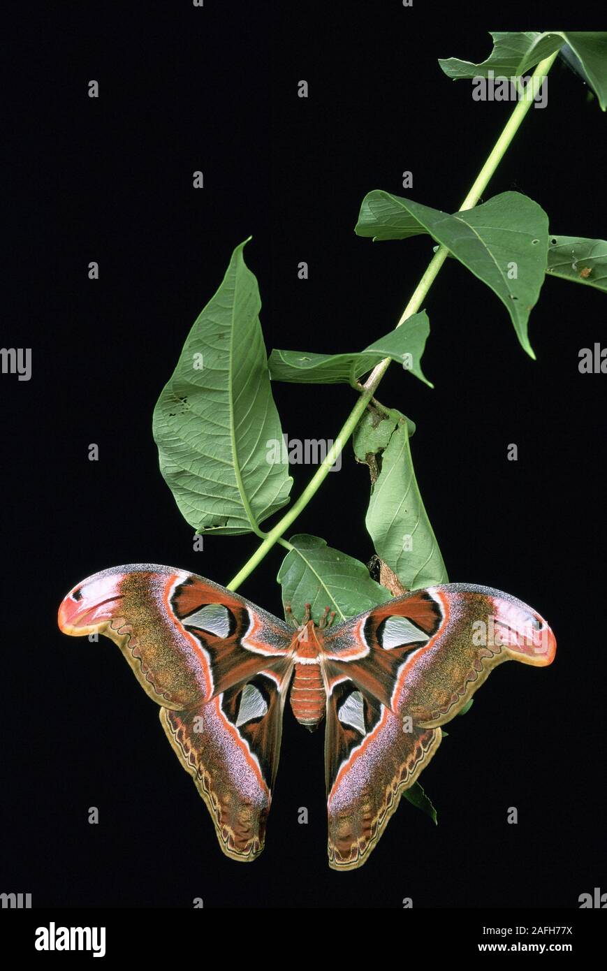 Lorquins Attacus Atlas Moth (lorquini) neu geschlossenen Weiblichen auf den Philippinen hängen an - von - Himmel Zweig mit Blatt gewickelt Kokon, aus dem ich Stockfoto