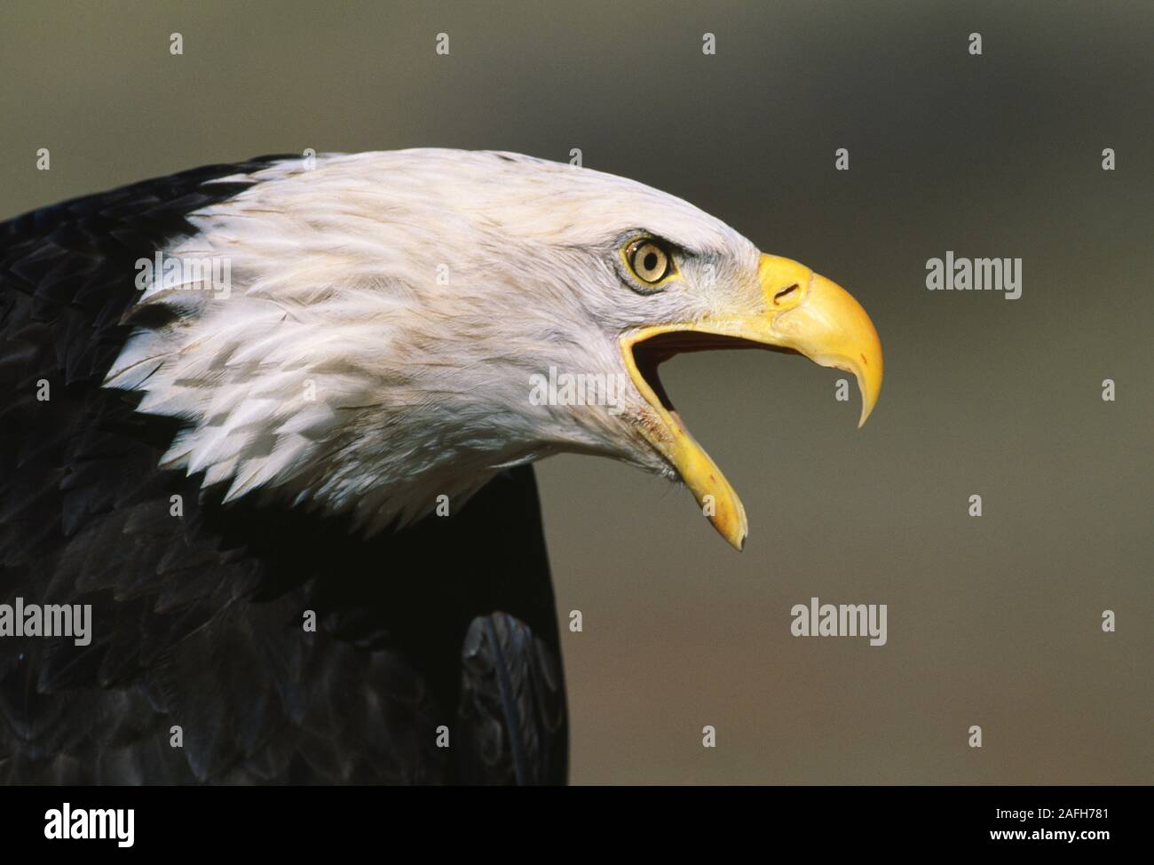 Nach Adler schreien. Stockfoto