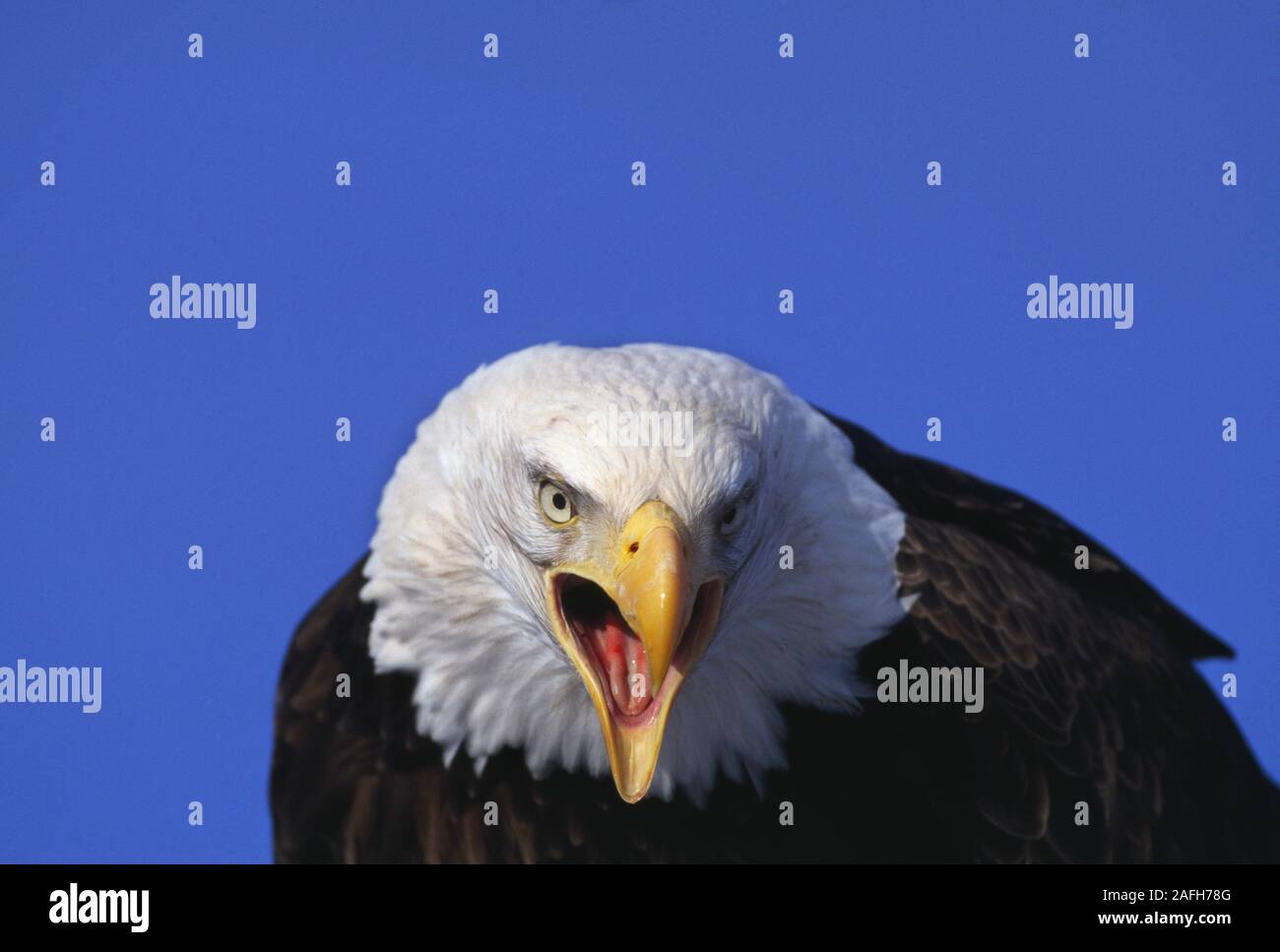 Nach Adler schreien. Stockfoto
