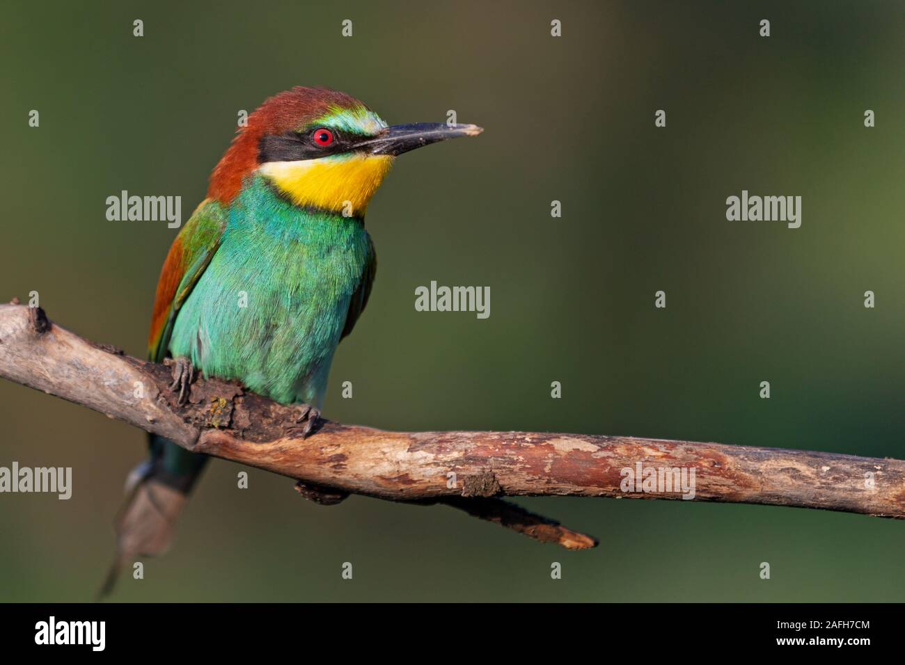 Bird of paradise mit Farbe Gefieder Stockfoto