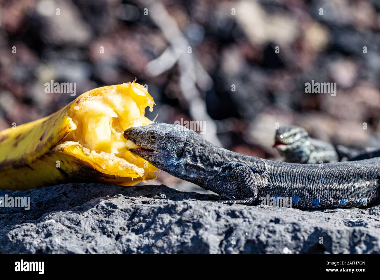 Männliche La Palma wand Eidechsen mit Licht blau Färbung unter GALLOTIA GALLOTI palmae (Hals) auf Vulkangestein Stockfoto