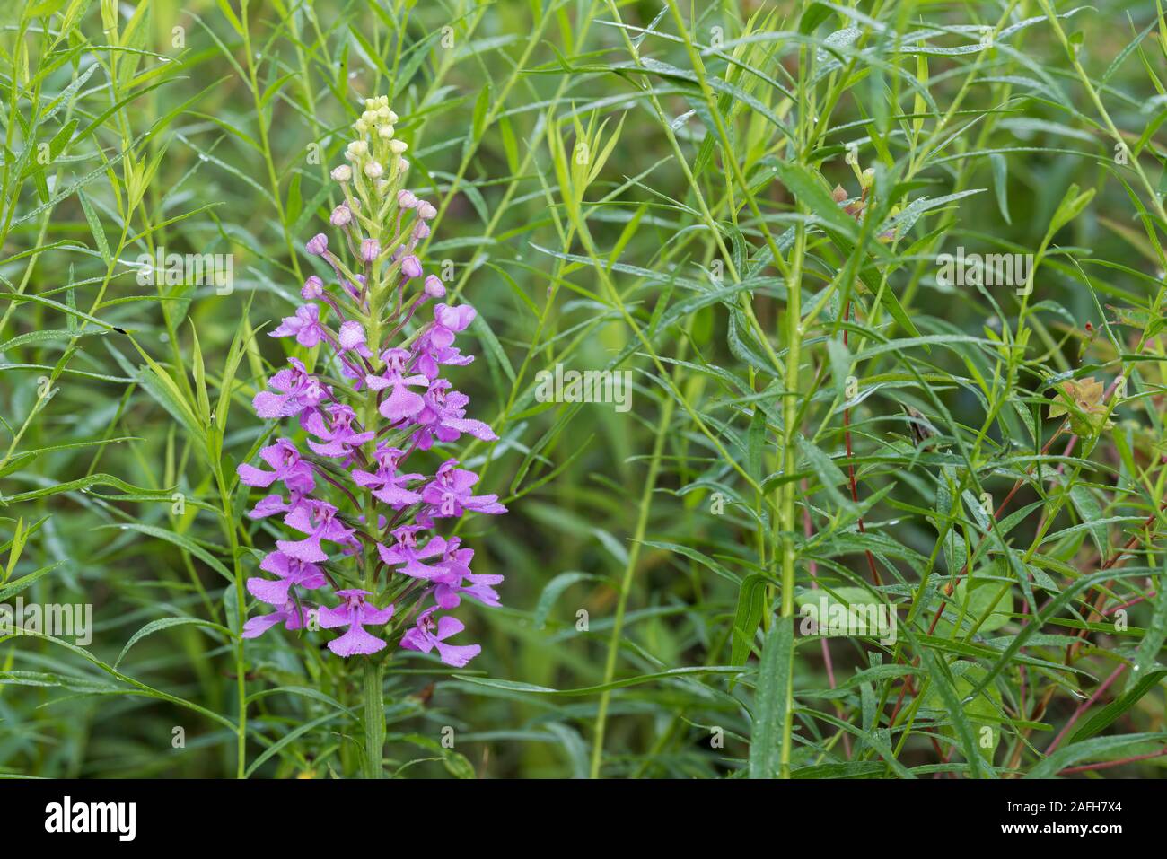 Lila Orchidee (platanthera Fringeless peramoena) Tau in den frühen Morgen. Pennsylvania, Sommer. Stockfoto