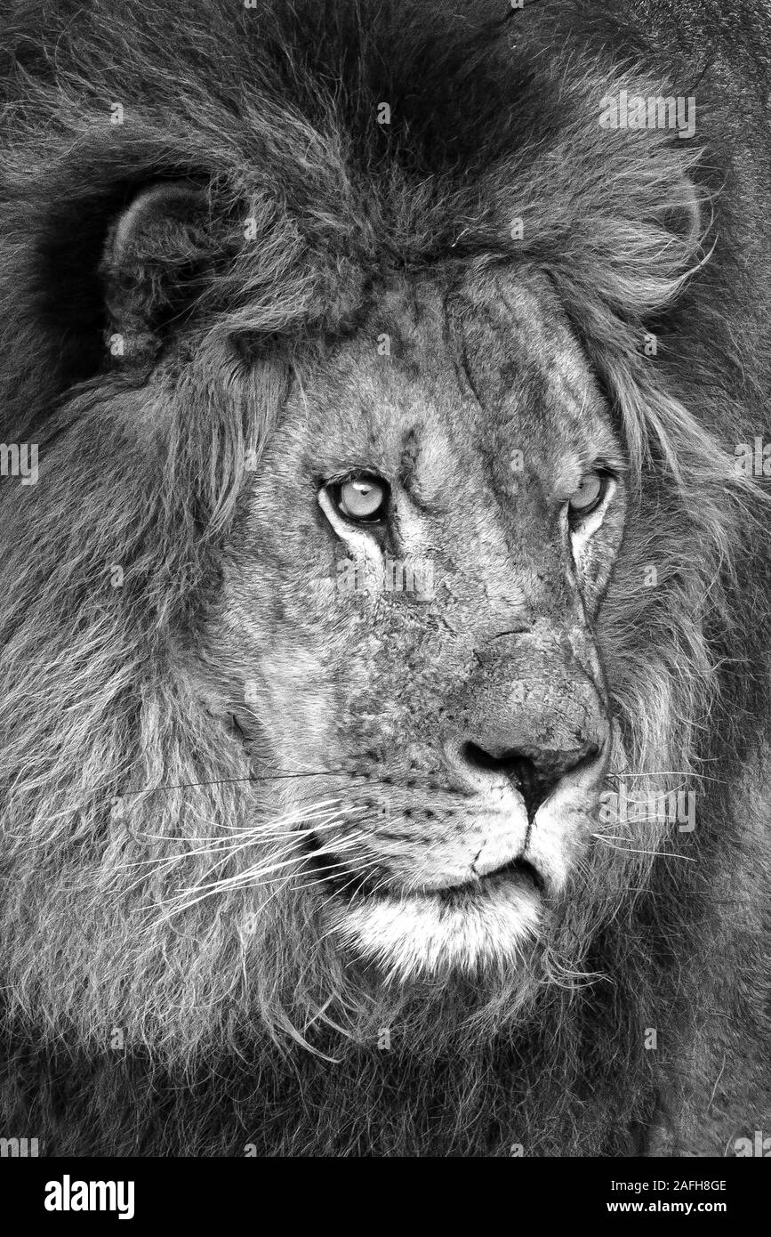 Der König der Löwen - in Schwarz und Weiß Stockfoto