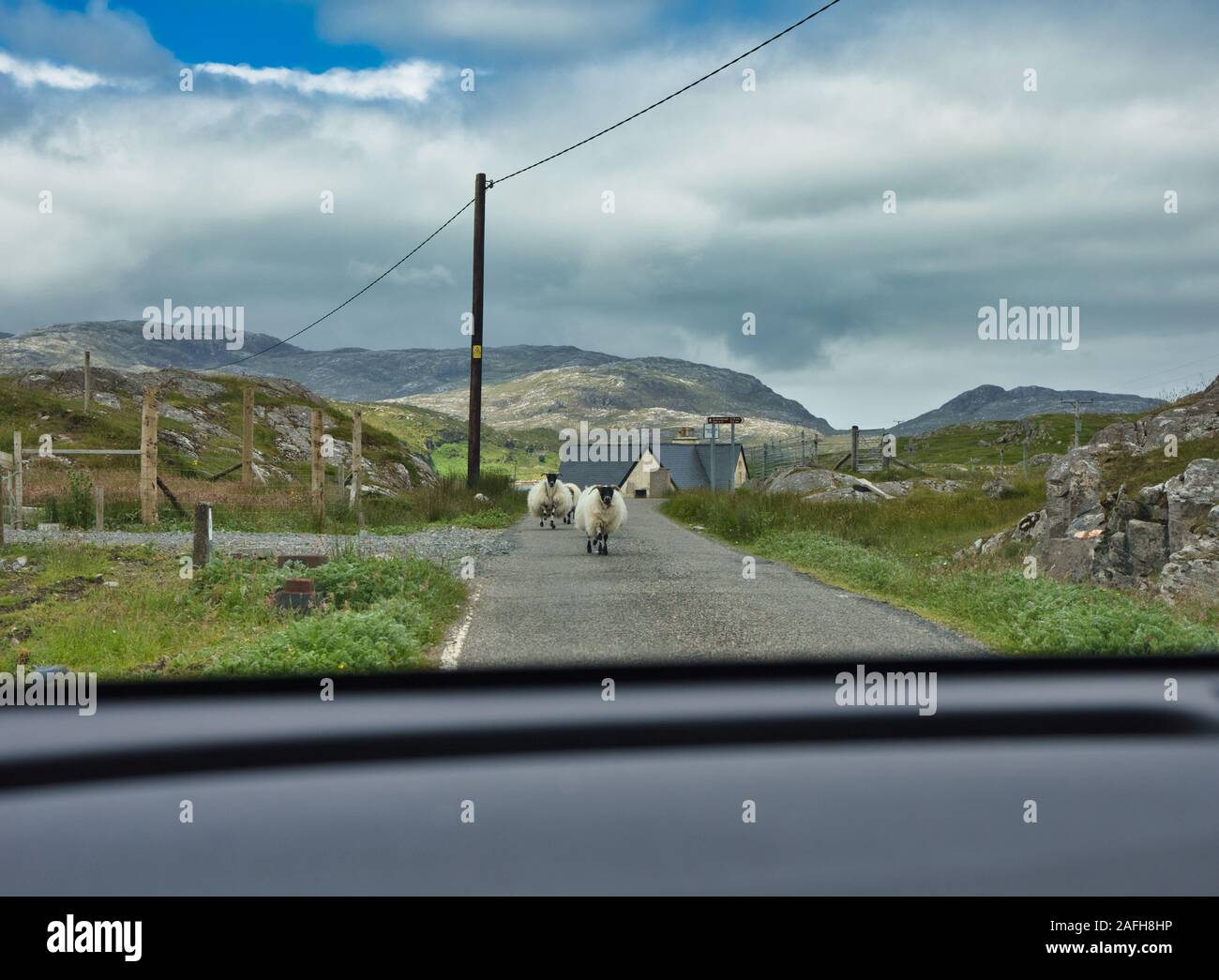 Schafe, die auf einer einspurigen Straße durch die Windschutzscheibe, die Insel Lewis und Harris, Die Äußeren Hebriden, Schottland, spazieren gehen Stockfoto