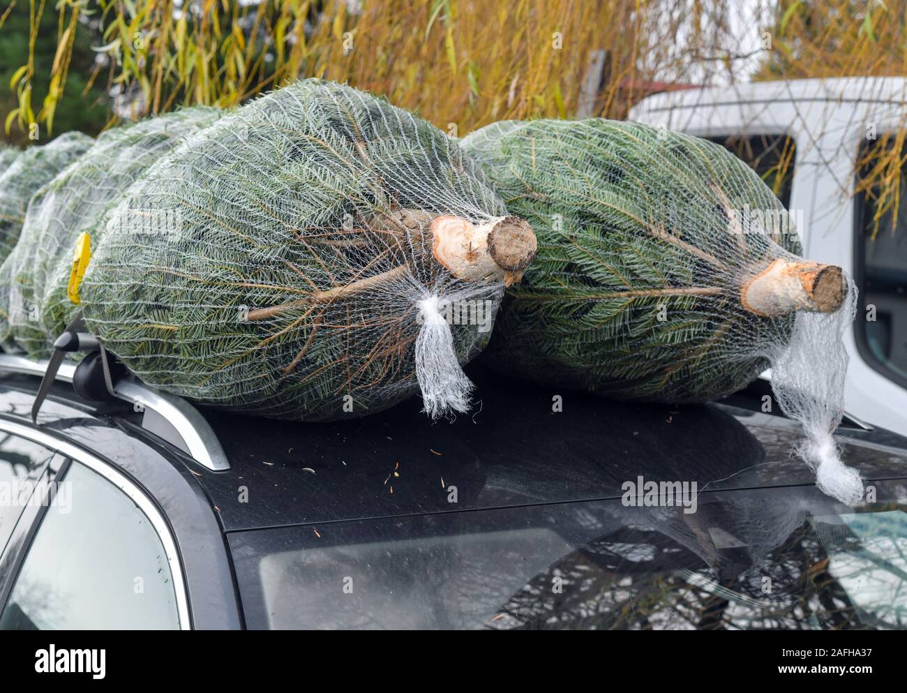 14 Dezember 2019, Brandenburg, Tempelberg: Zwei Weihnachtsbäume in einem  Netz liegen auf einem Dach Auto verpackt und wurden ordnungsgemäß mit einem  Spanngurt befestigt. Foto: Patrick Pleul/dpa-Zentralbild/ZB Stockfotografie  - Alamy
