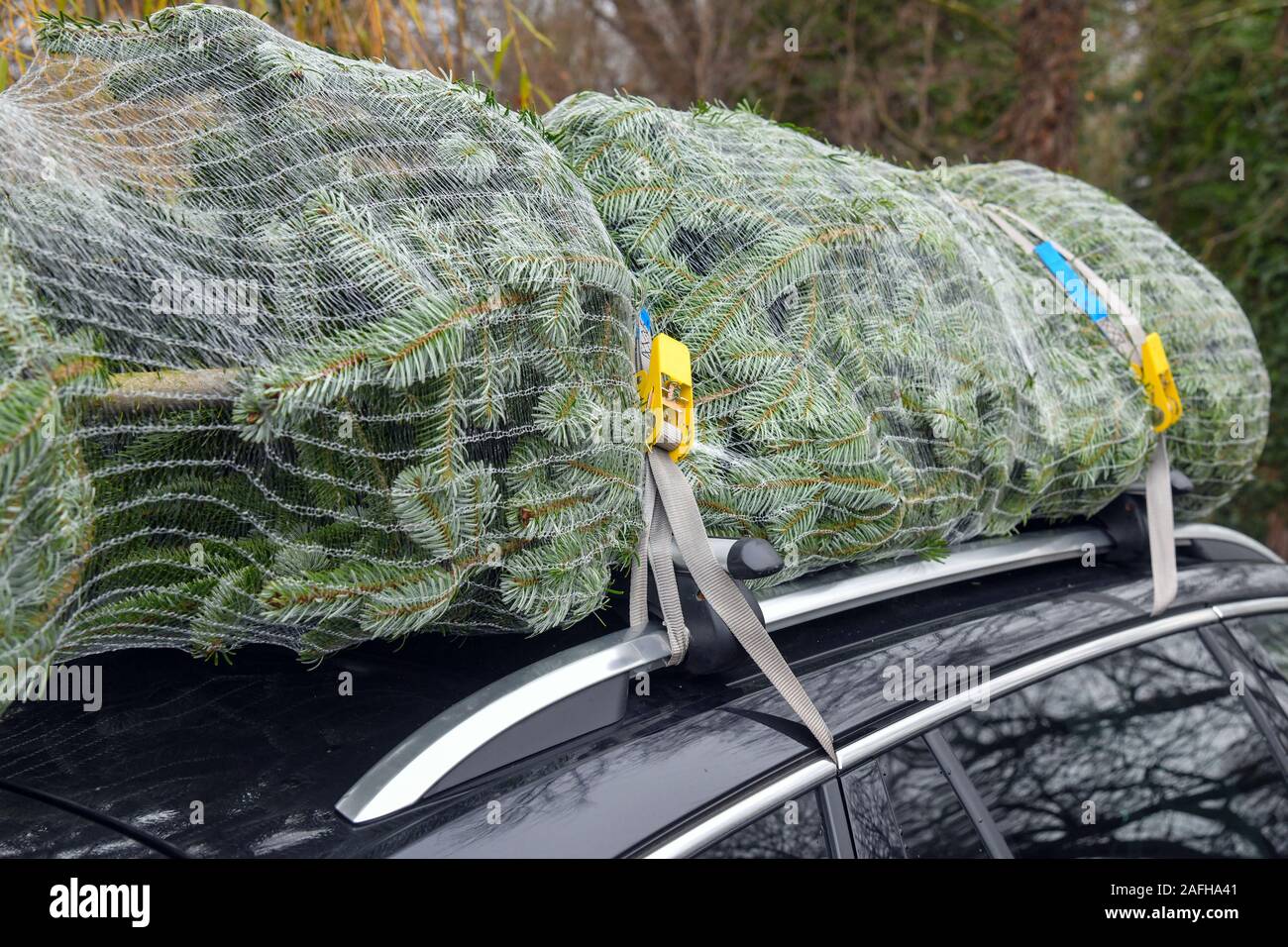 14 Dezember 2019, Brandenburg, Tempelberg: Zwei Weihnachtsbäume in einem  Netz liegen auf einem Dach Auto verpackt und wurden ordnungsgemäß mit einem  Spanngurt befestigt. Foto: Patrick Pleul/dpa-Zentralbild/ZB Stockfotografie  - Alamy