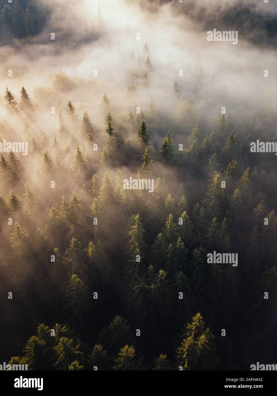 Luftaufnahme des nebligen Sonnenaufgangs über den Bäumen.Goldenes Sonnenlicht mit Strahlen und Schatten im Wald in Siebenbürgen, Rumänien. Stockfoto