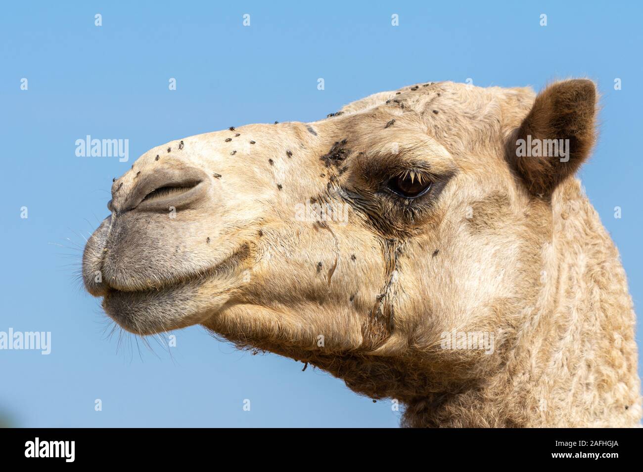 Close-up Profil einer Wüste dromedar Kamel Gesichtsausdruck im Nahen Osten in die Vereinigten Arabischen Emirate mit einem Llot der es fliegt stört Dromed Stockfoto