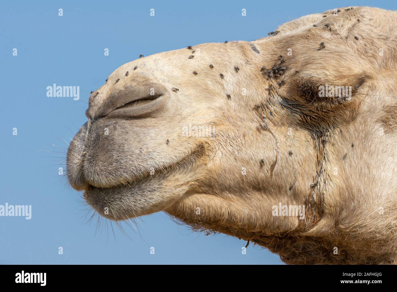 Close-up Profil einer Wüste dromedar Kamel Mund und Mimik im Nahen Osten in die Vereinigten Arabischen Emirate mit einem Llot von Fliegen belästigt Stockfoto