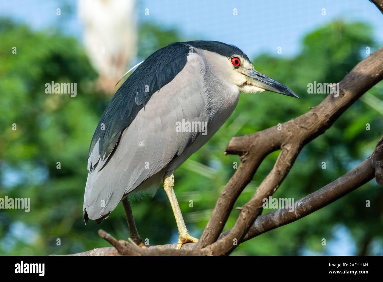 Die schwarz-gekrönter Nachtreiher (Nycticorax nycticorax), oder Schwarz-capped Nachtreiher, häufig kurz als Night Heron in Eurasien steht hoch o Stockfoto