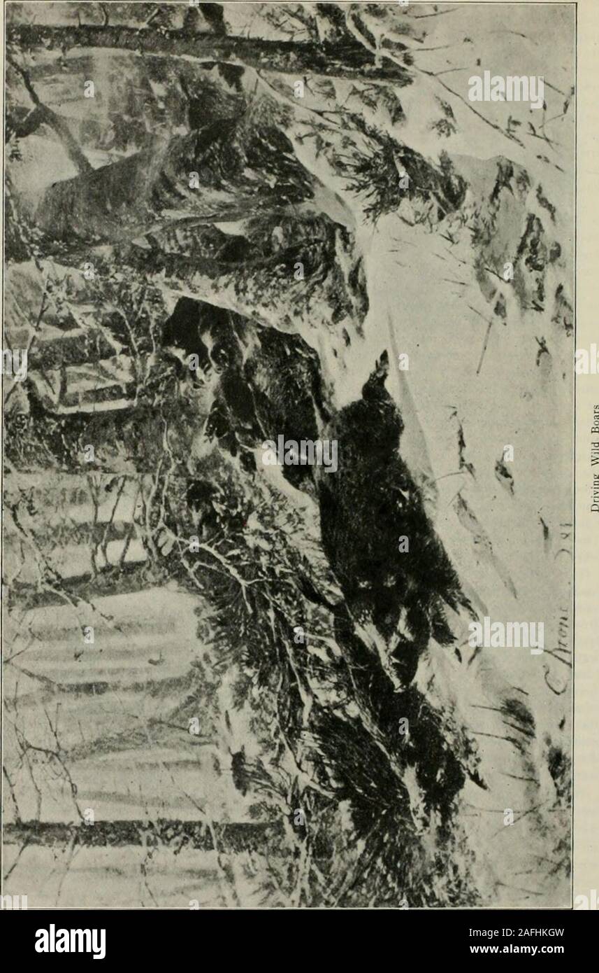 . Western Feld. Dieanschlüsse schrillen Stimmen der Dackel wereheard jagten einige Spiel in der Oppo-Richtung, aber die Tief-mouthed Setter washeard auf mich zukommen. Ich wusste, dass somethingbig wurde von dem wütenden Weise er wasbarking, und es sprang über Andout der Bürste ein Reh. Ich sah, es war eine olddoe; Für einen Moment stand sie, dann mit thedog in enger streben Sie lief entlang der Hecke auf mich zu. Ich ließ sie innerhalb von 30 Yards dann schlug sie an, Klopfen herdown. Die dachsels waren nach einem schönen alten Buck, der Weg über den Hügel, vorbei an innerhalb von WESTERS EIELD. Die r.I Stockfoto