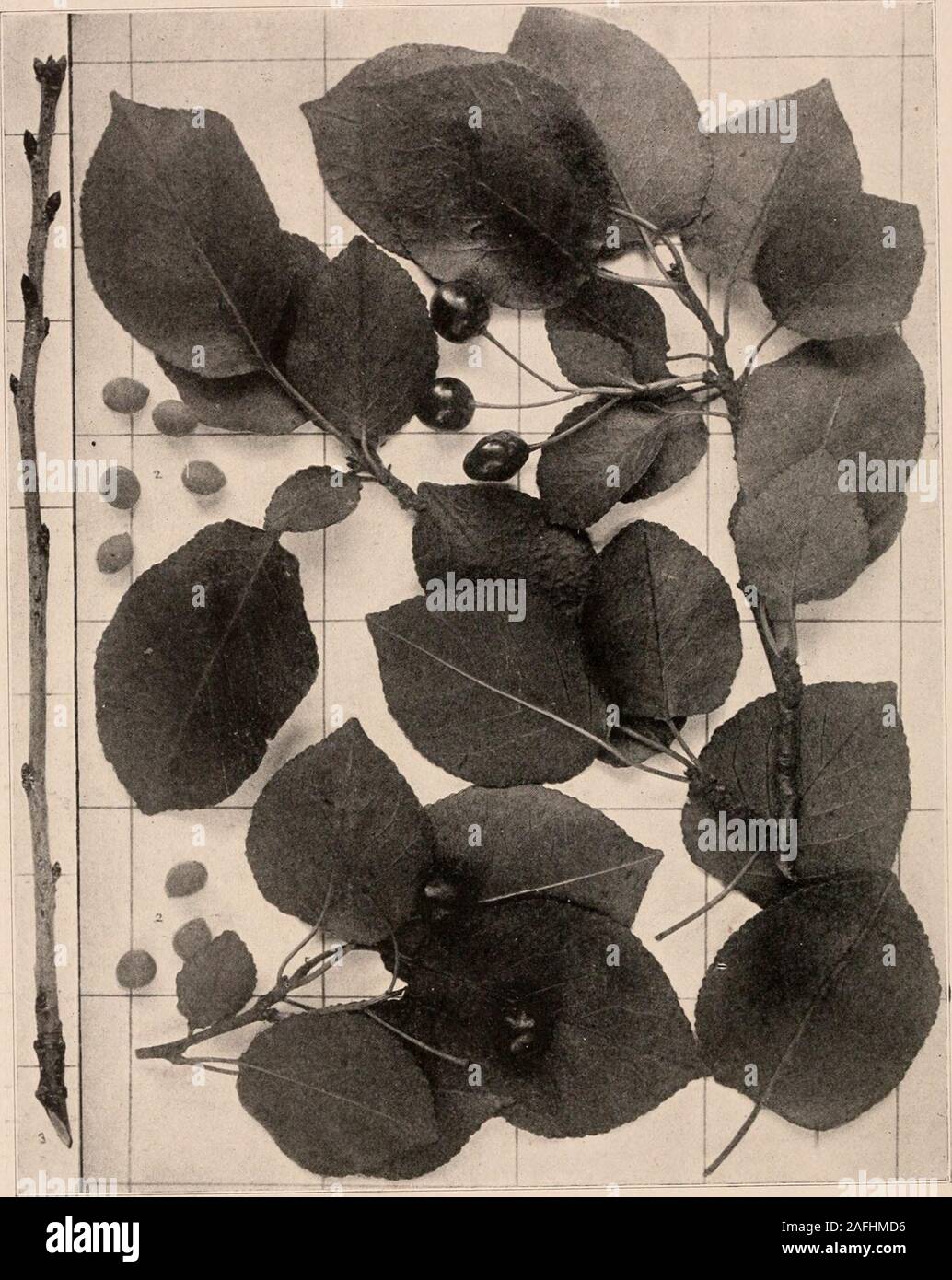 Parfa Mierte Kirsche Stockfotos Und Bilder Kaufen Alamy