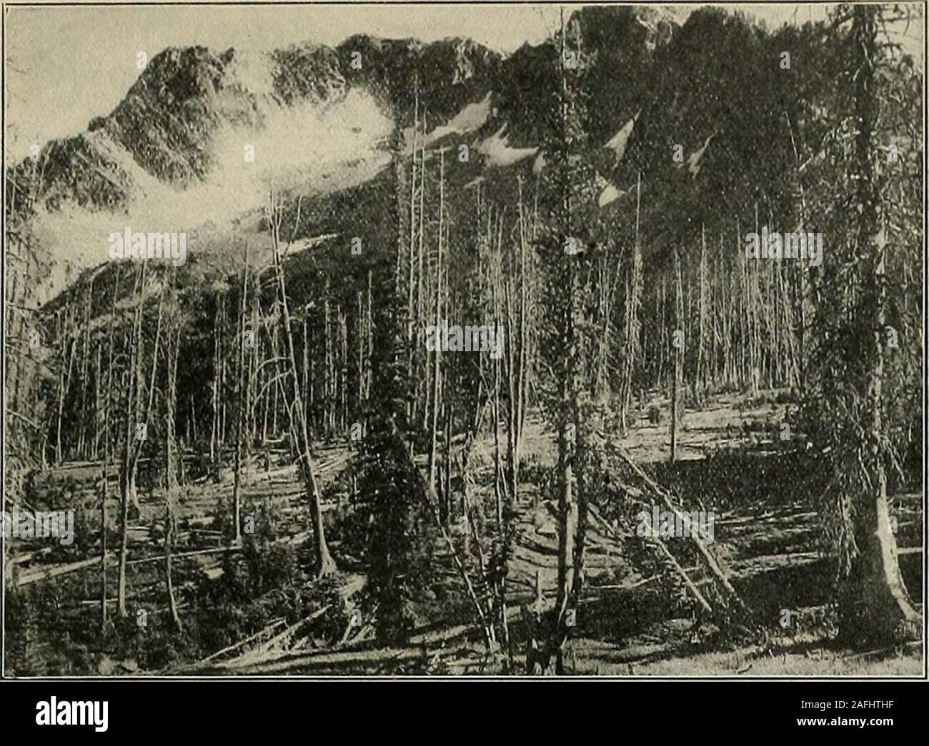 . Western Feld. r zu Ihnen; und whenthey beißen sie auf mit der Zähigkeit abull - Hund hängen, vergiften das Blut mit theirglandular Sekret. Wenn gehänselt, die ESU-Erzo schwillt an, sich in einem solchen Ausmaß, dass oneexpects, um zu sehen, es platzen. Es folgt die tor-Mentor über mit langsamen unbeholfenen Sprüngen, thegreat Mund weit geöffnet, emittierende incessantlya rauen quaken hören. Ureinwohner wurden von den escuerzo gebissen worden. In einem Fall ein Gaucho setzte sich auf den Rasen und ließ seine Hand an seiner Seite, itseized hatte, und nur sich selbst befreit, indem Sie hishunting Messer öffnen die Kröten Mund zu zwingen. Er wusch und verband die Stockfoto