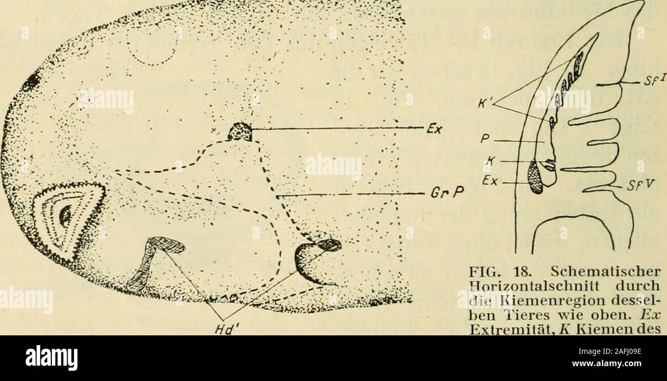 . Öfversigt af Finska vetenskaps- societetens förhandlingar. Abb. 16. Dasselbe Tier wie Ihr Browser kann leider keine eingebetteten Frames anzeigen, 5 Tage nachder Operation. Ex Lage der Extremität, HdHaftdriisen des Spenders, die Kiemen des Emp- fängers, Kiemen des Spenders, der Oper - cularfalte des Empfängers. Vergr. Xl 9. 00^^ - •?:. Abb. 17. Dasselbe Tier wie Ihr Browser kann leider keine eingebetteten Frames anzeigen, 7 Tage nach der Ope-ration, Ex-Lage der Extremität, Hd Haftdriisen desSpenders, Gr P Grenzen des Peribranchialraumes. Vergr. X19. Abb. 18. Durchdie SchematischerHorizontalschnitt Kiemenregion dessel- ben Tieres wie Ihr Browser kann leider keine eingebetteten Frames anzeigen. ExExtremität, Kiemen desEmpfängers, K, P Peribran Kiemendes Spenders Stockfoto