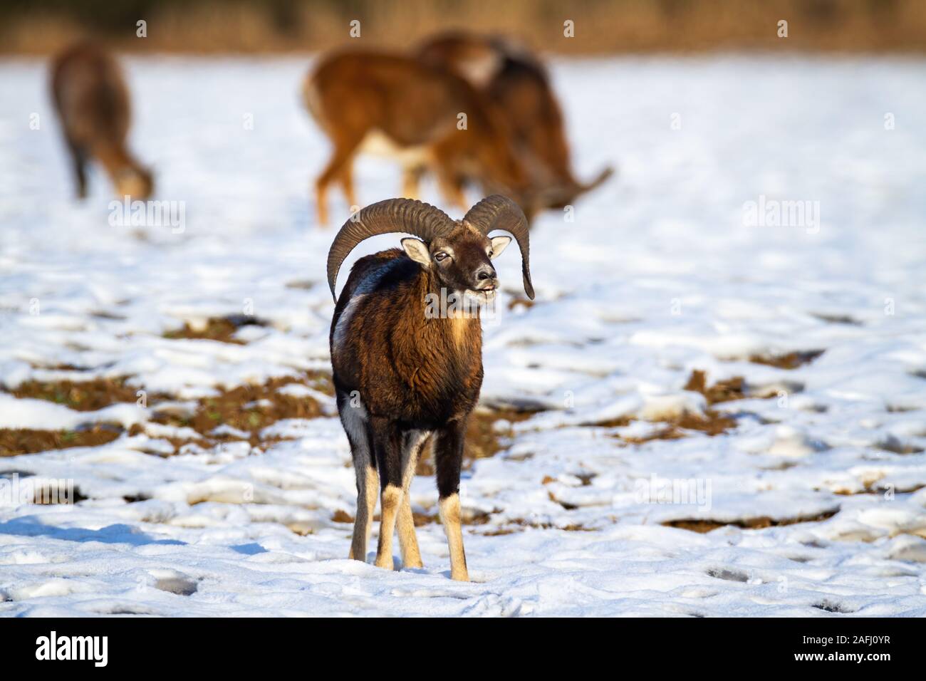 Mufflon ram mit gebogenen Hörnern riechen auf Schnee im Winter Stockfoto