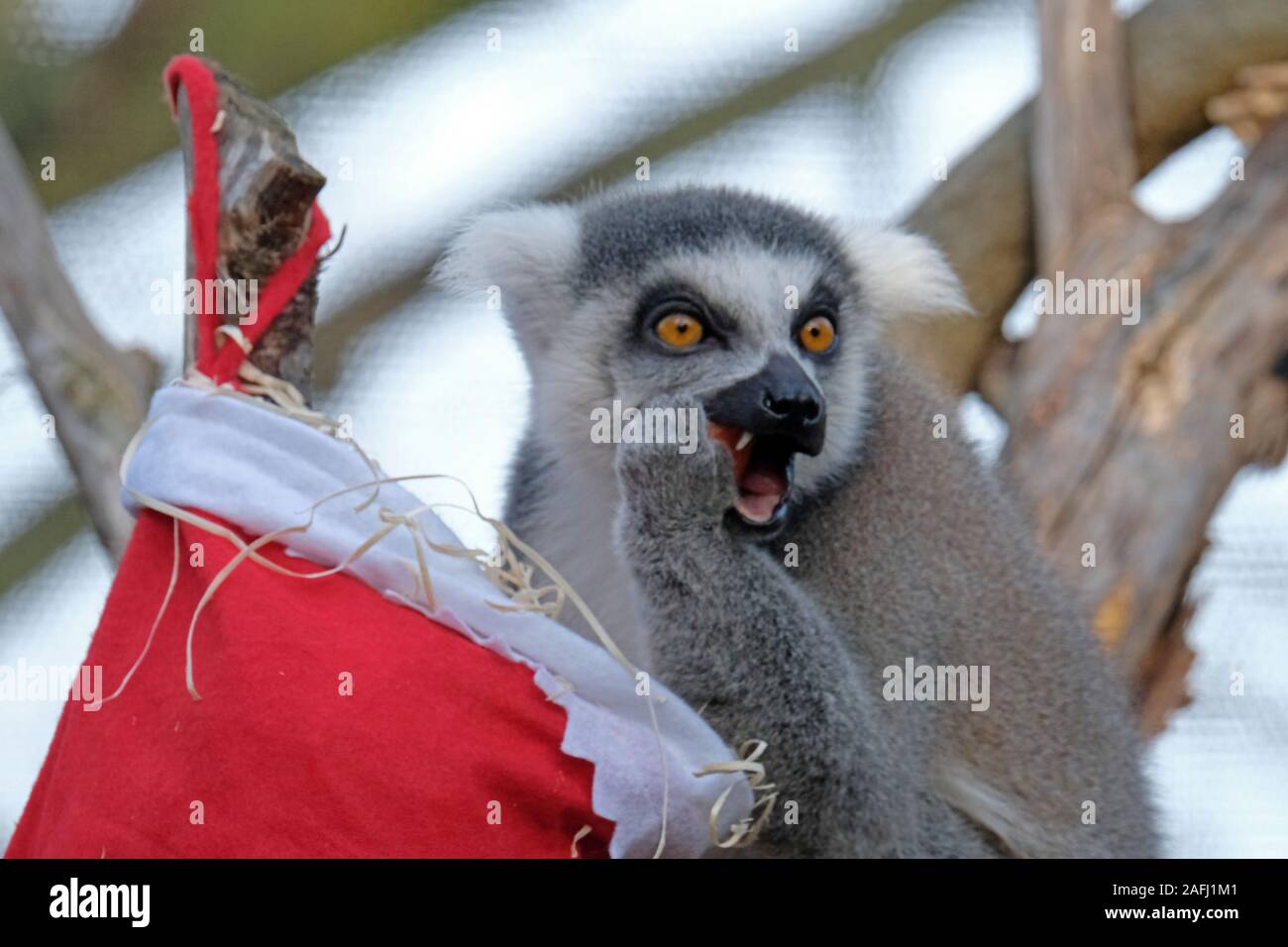 Kattas Weihnachten Leckereien genießen. Stockfoto