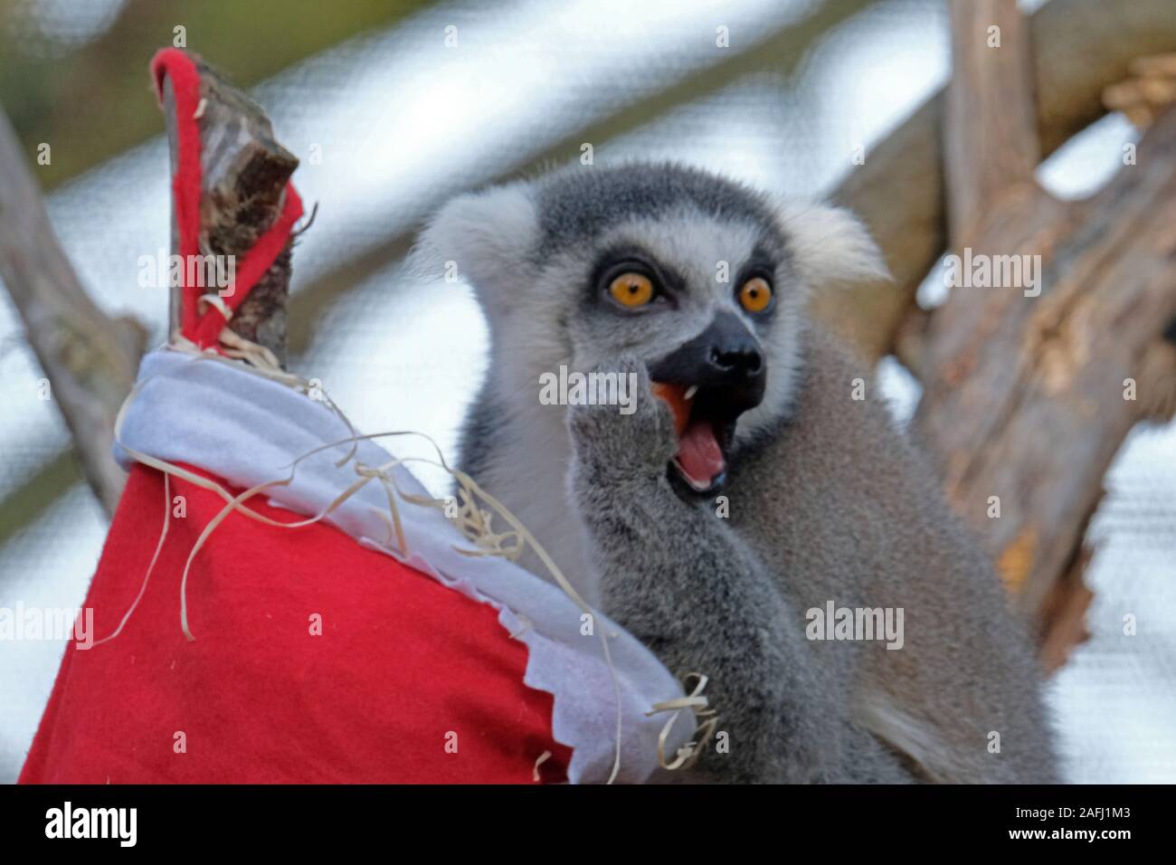 Kattas Weihnachten Leckereien genießen. Stockfoto