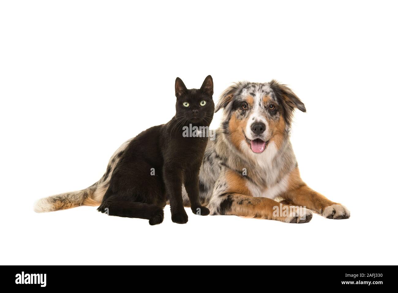 Ziemlich liegend blue merle Australian Shepherd Dog und eine sitzende schwarze Katze zusammen mit Blick auf die Kamera auf einem weißen Hintergrund isoliert Stockfoto