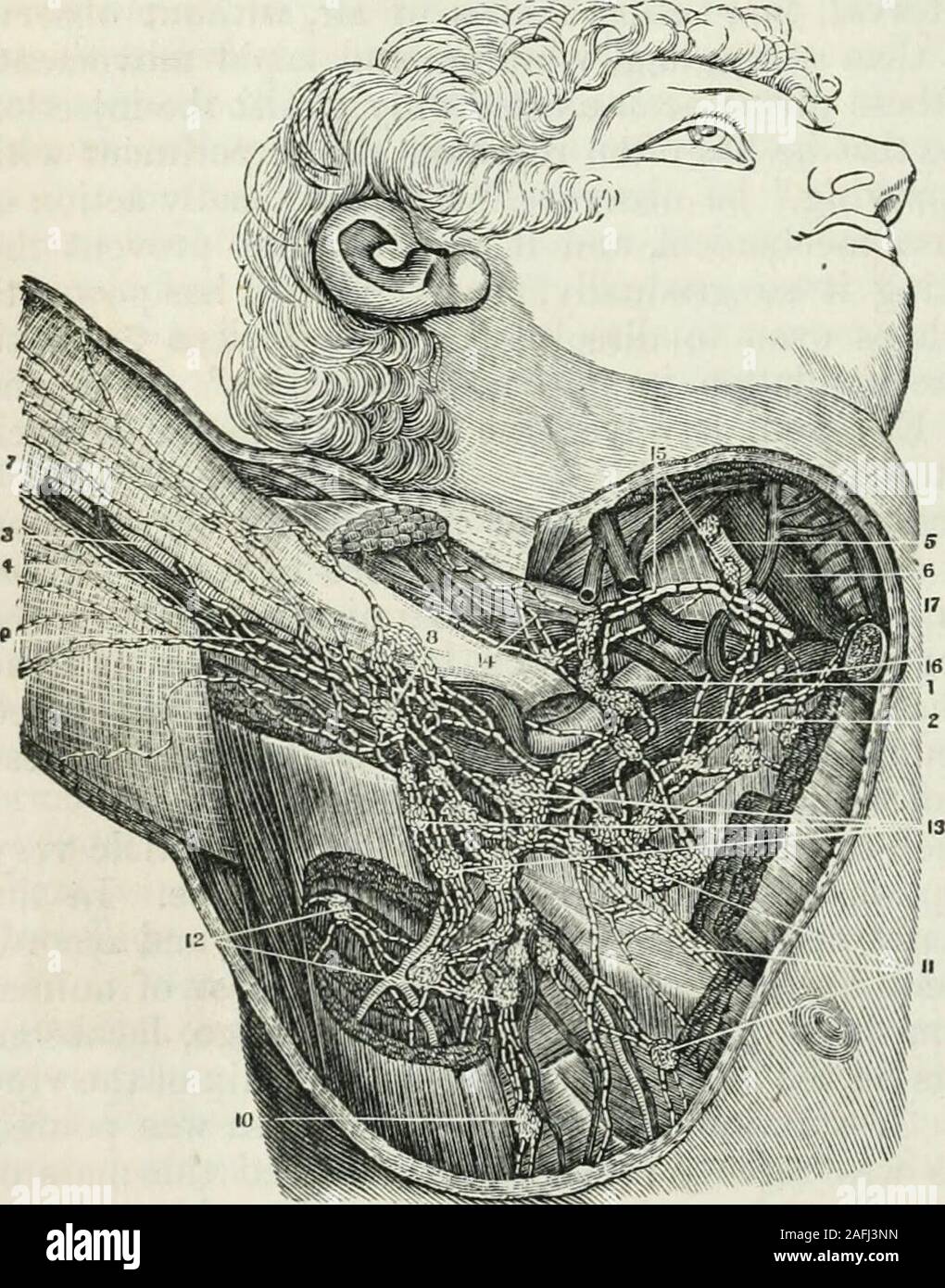 . Die menschliche Physiologie. , Tion, sichtbar an den Schiffen und Lymphknoten der Achselhöhle. V A P R1. Die A. axillaris. 2. Axillare Vene. 3. A. brachialis. 4. E.^. ^^^ Brachial Vene. o. Primitive Halsschlagader. 6. Der Vena jugularis interna. TrCviraUUS aSSCrtS, 7. Subkutane Lymphatics von arm an seinem oberen Teil. 8. Twoor drei. Ich, ich? 11 -, Tlz Die minderwertig und oberflächliche Drüsen, in die die oberflächliche lyni - tliat tUCir WaliS, llKG phatics leer. 9. Tief sitzende Lymphatics die brachial iK" orpnior mpm-arterie begleiten. 10. Lymphatics und Drüsen, die infra begleiten. skapulier^^^^^^^C Stockfoto