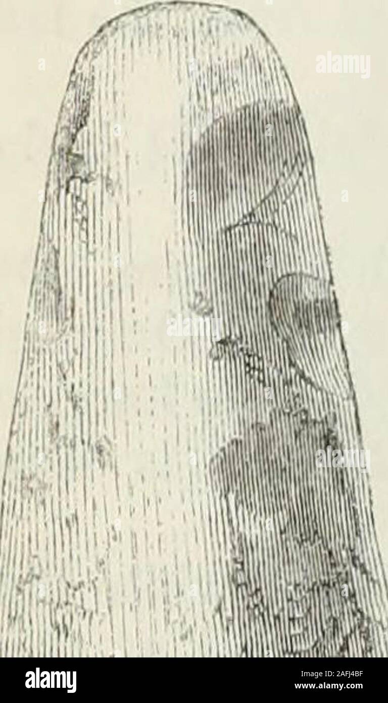 . Die alte steinerne Werkzeuge, Waffen und Schmuck, von Großbritannien. ounties, ist keineswegs zu, dass Bezirk beschränkt. Man, 8^ Zoll lang, 2 Zoll breit und 1^Zoll dick, die Seiten veryslightly abgeflacht, und drei andere, 6 Zoll und 5 Zoll lang, mit thesides mehr abgerundet, alle in der Themse in London gefunden, sind in theBritish Museum. Pfr. W. Greenwell, F. S.A., hat eine 7 Ich incheslong, Holme, Spalding Moor, Yorkshire. Ein feuerstein celt dieser Form, 6 cm lang, aus Reigate, * in der BritishMuseum, sowie ein weiteres, 6^ Zoll lang, eher schräg an der Ed Stockfoto
