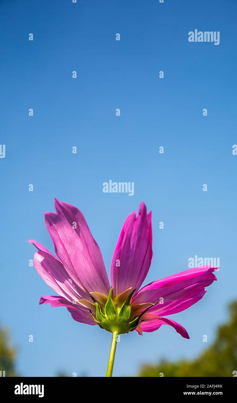 Single rosa Kosmos Blume Blumen Feld mit Tageslicht und blauer Himmel Stockfoto