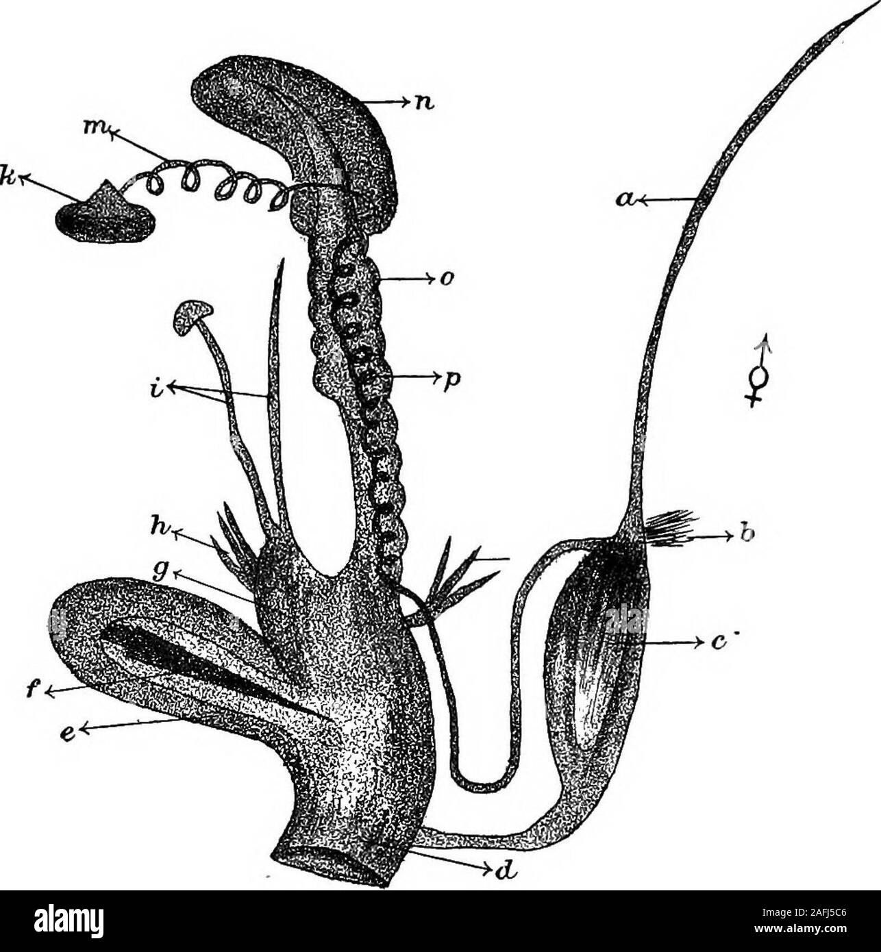 . Der Physiologie der Invertebrata. Es dann in thebranchial Räume des externen Kiemen. Die Segmentierung isunequal, und der Embryo durch eine morula (blasto-rneres), ein Gastrula-stadium und ein frei-Schwimmen, Ciliated oder veligerouscondition. Die gasteropoda entweder Zweihäusig sind oder Zwittrig.! Ein typisches Beispiel für die Pulmogasteropeda beschreiben wir thereproductive Organe der Helix. Dieses Tier ist Zwittrig; und seine genitalen Apparatur besteht aus einer einzigen Drüse - theovotestis (Schwein. 78) komponiert Von verzweigten Tubuli. In diesem* Cyclas, Oardium (einige Arten), Pecten (einige Arten), Os Stockfoto