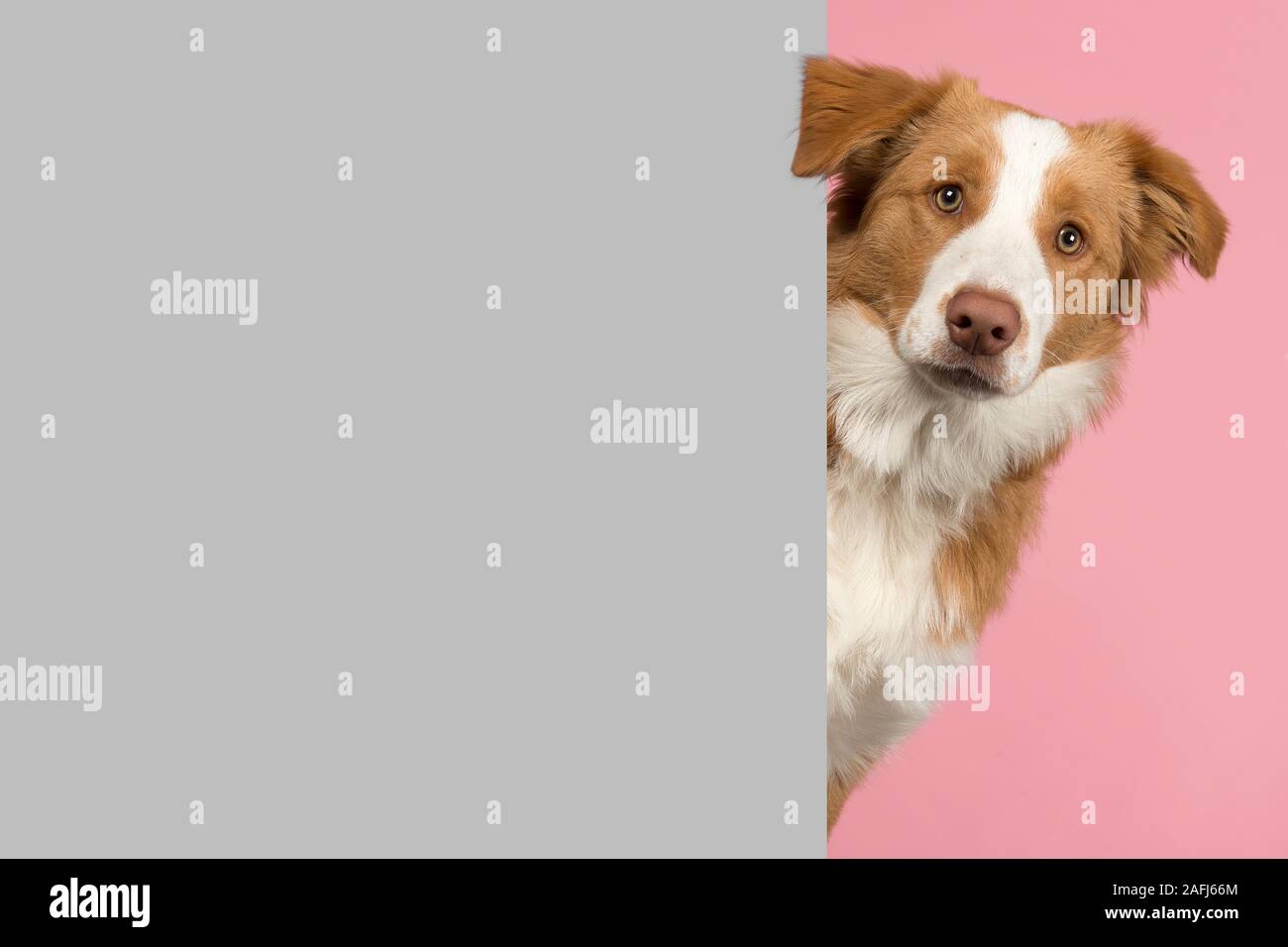 Porträt eines roten Border Collie Hund suchen um die Ecke von einem grauen leeren Brett für Kopie Raum Stockfoto