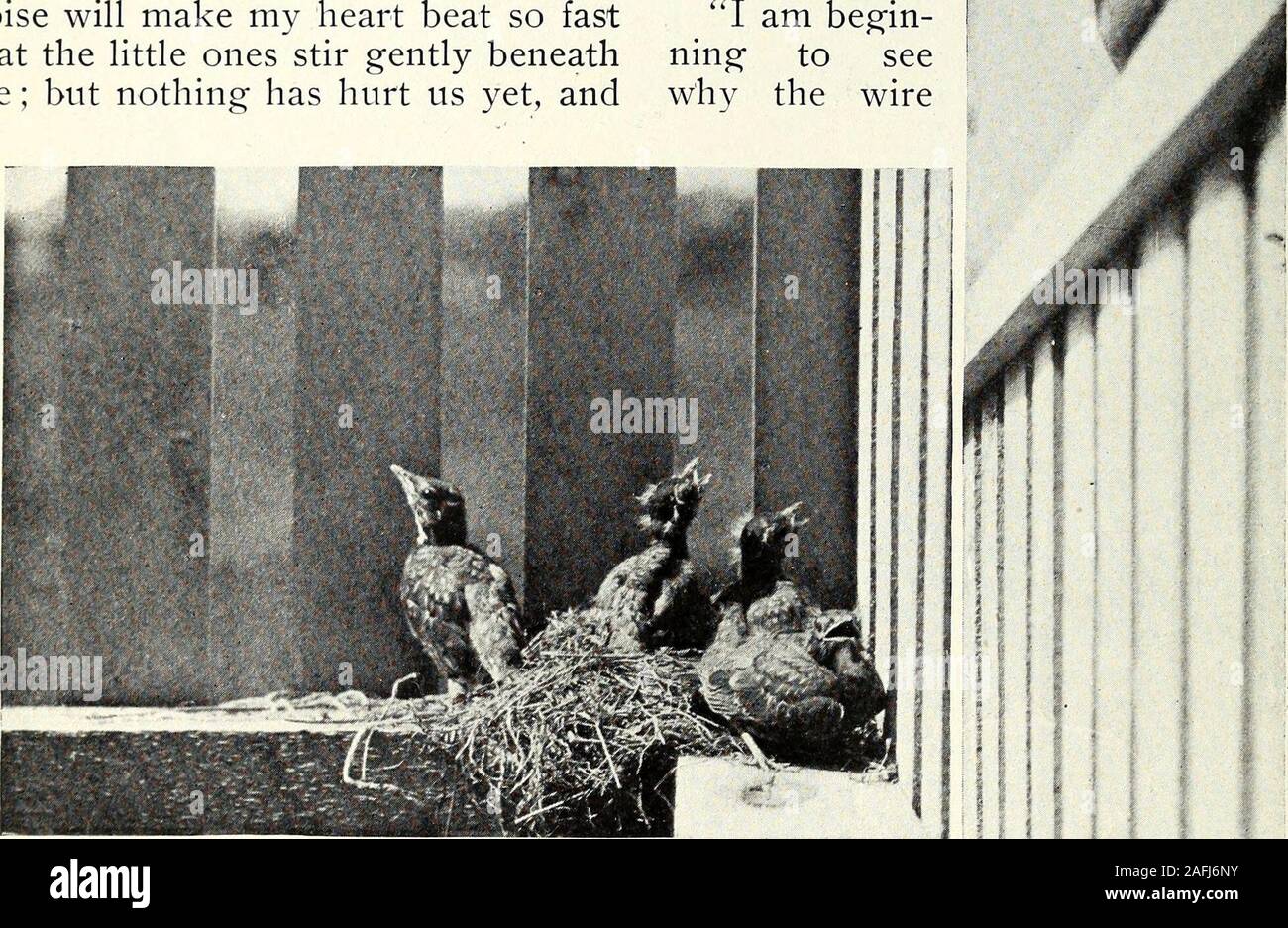 . Die Neu-england-Magazin. Kommen und ernähren uns! Iyo DIE ROBINS NEST. nearonesfed. Aber er muss bald kommen: und für andere littlethey muss Oh, wie schön kleine birdsnever kam aus robins Eier vor! Und sie sind schon hungrig. Ich watchvery scharf, wenn ich hier in thesunshine sitzen, und manchmal ein suddennoise wird mein Herz schlug so fastthat die Kleinen leicht umrühren beneathme; aber nichts hat uns noch verletzen, und wie hungrige kleine Vögel! Wir Areboth nur so beschäftigt, wie wir sein können. Sie solch starke Vögel; Sie konnten eatall der Zeit. Ich habe kaum Zeit für mich selbst amouthful. Glücklicherweise t Stockfoto