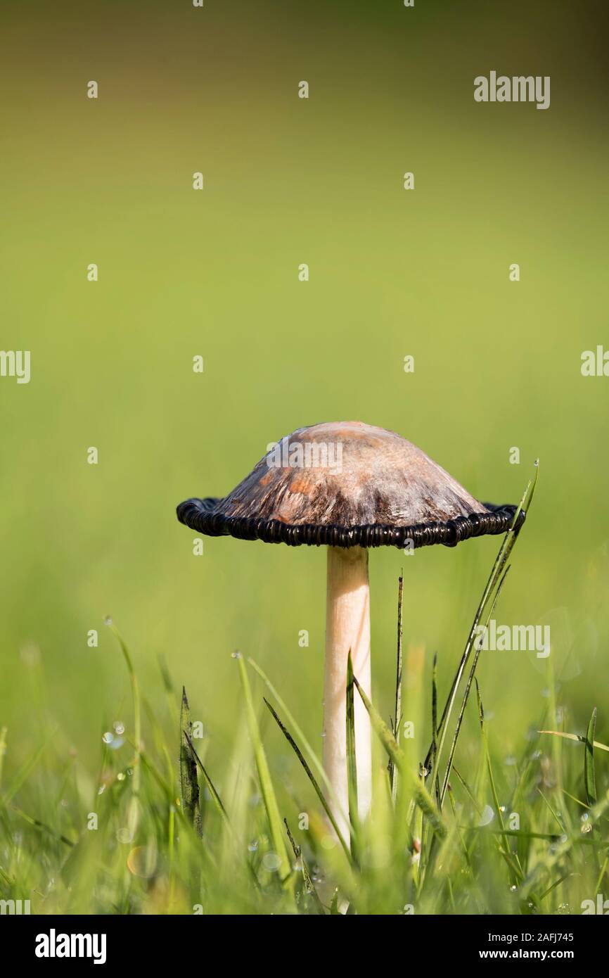 Shaggy Inkcap Pilz (Coprinus comatus) wächst auf einem Rasen. Tipperary, Irland Stockfoto