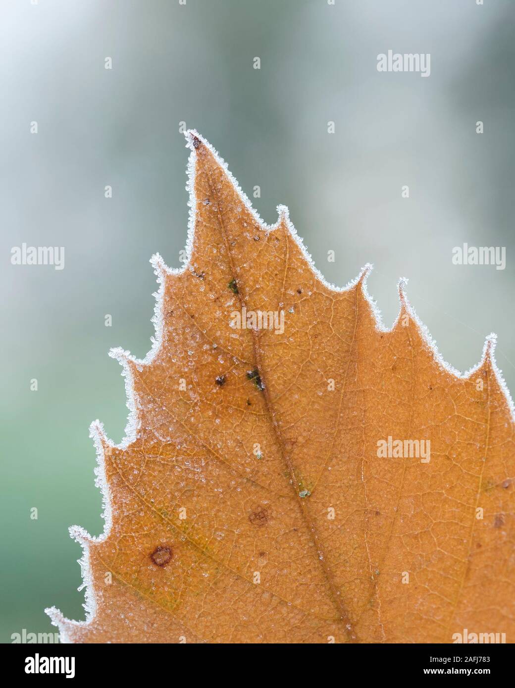 Edelkastanie (Castanea sativa) Blatt mit Frost bedeckt Kanten. Tipperary, Irland Stockfoto