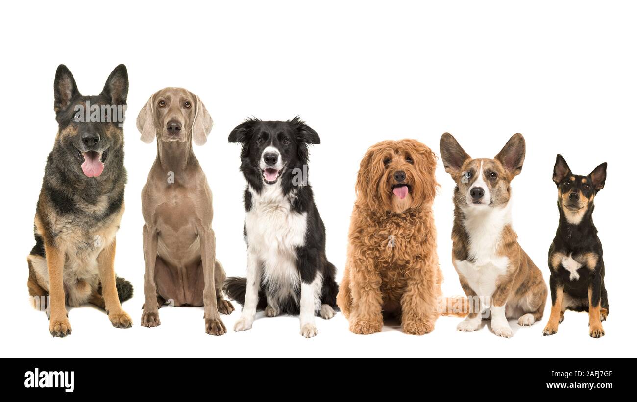 Erwachsene Hunde Stockfotos und -bilder Kaufen - Alamy