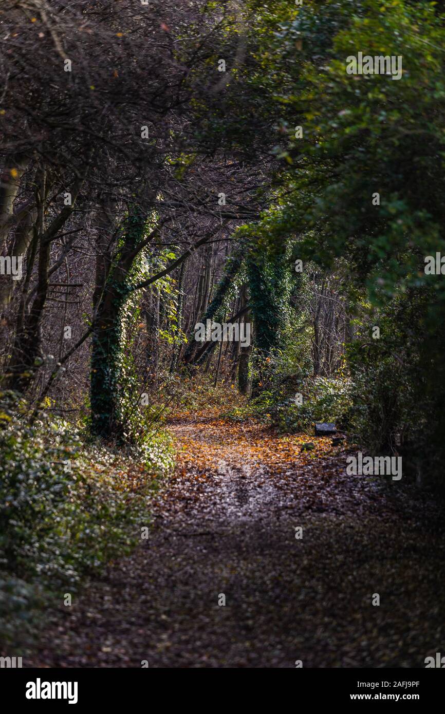 Zauberwald Stockfoto