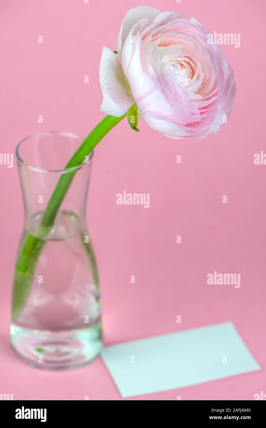 Schön zart rosa ranunkeln in einer Vase. Papier Karte. Vertikale Stockfoto