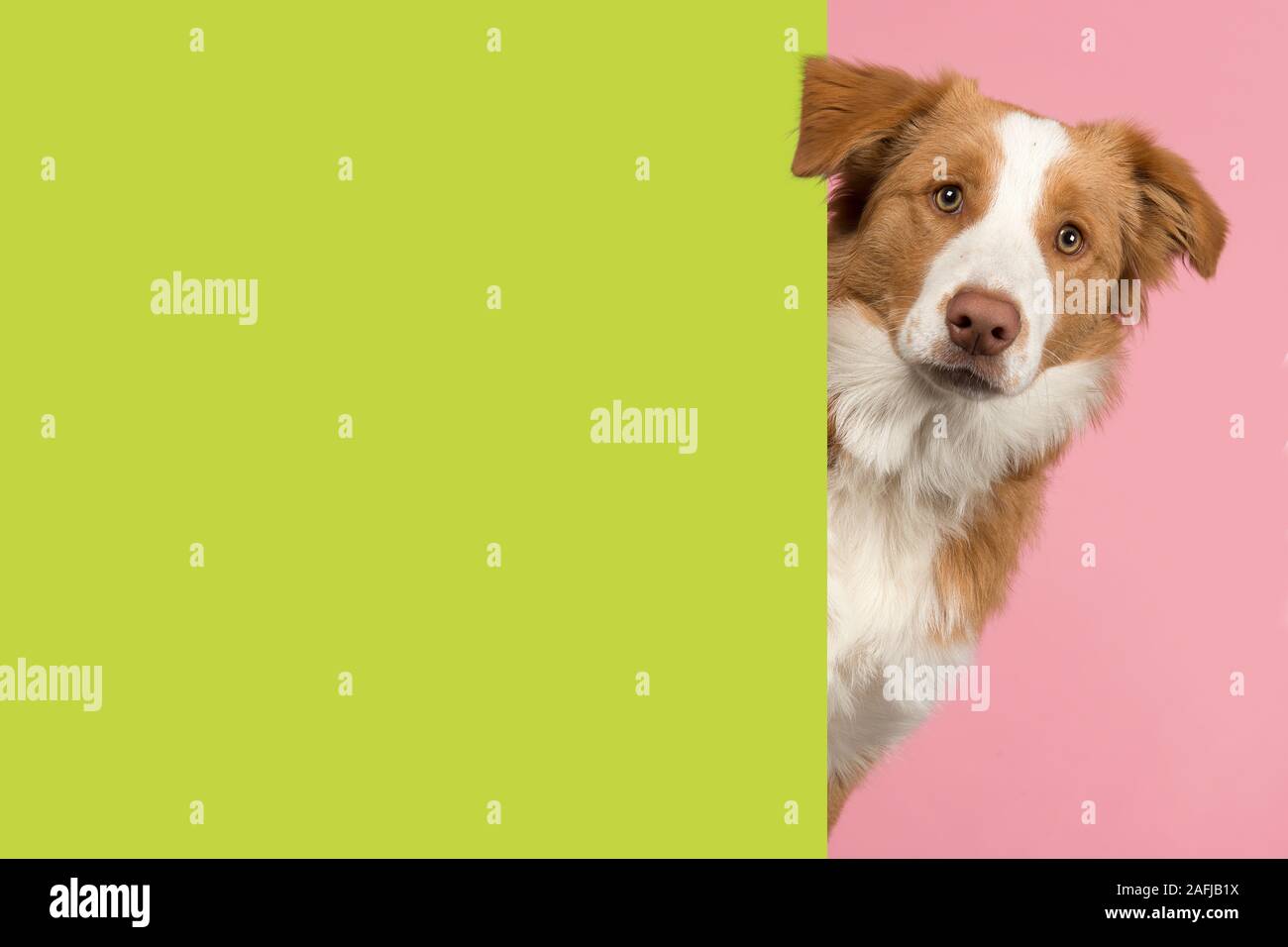 Porträt eines roten Border Collie Hund suchen um die Ecke eines Lime Green leeren Brett für Kopie Raum Stockfoto
