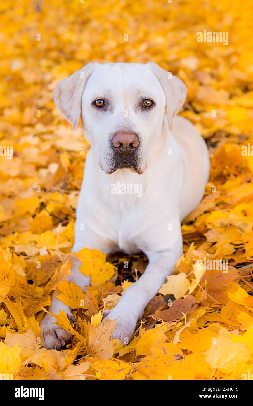 Weißer Labrador Hund im Herbst Blätter Stockfoto