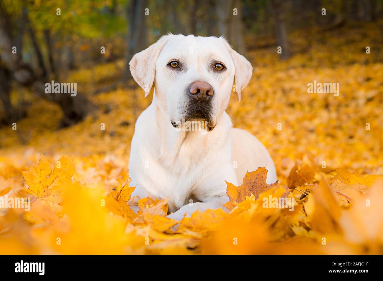 Weißer Labrador Hund im Herbst Blätter Stockfoto