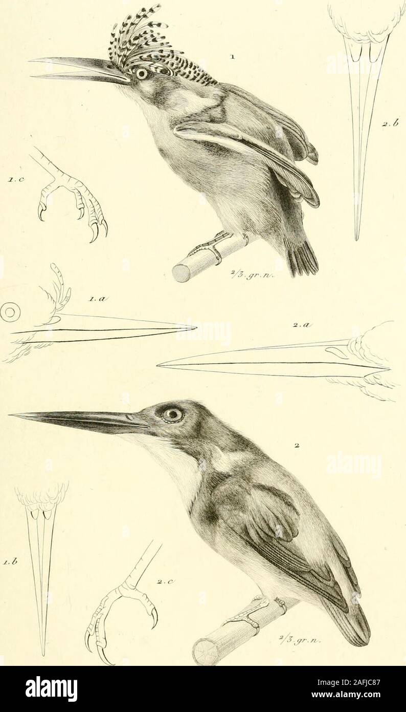 . Iconographie du règne Animal de G. Cuvier, ou, Formulierungsbeispiele d'après Nature de l'une des espèces les plus et ins non Encore figurées de chaque Genre d'animaux: avec un-Texte descriptif mis au Courant de la Science: ouvrage pouvant servir d'Atlas a tous les traites de Zoologie. &Lt;^r^OT,/v4/^^/J^Pt 1. Al0 Odo r//. r/Ti/a.r"". /W. A. ^. Ich./,.,^^ 4. J&lt; v/K^e/r. Ich/I/J^f, // wenn^ lù/TA/? Der^t^4 f//tr. 7^/. ^ ç. Stockfoto