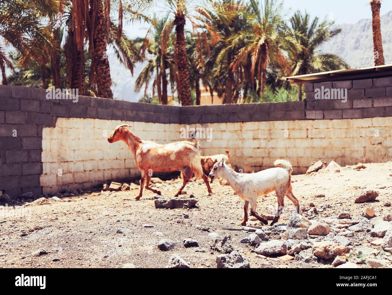 Zwei Ziegen zu Fuß auf der Straße in Arabien Stockfoto