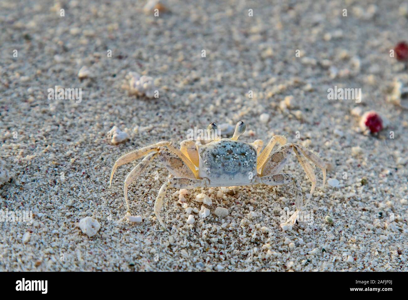 Atlantic ghost Crab steht regungslos am Strand. Stockfoto