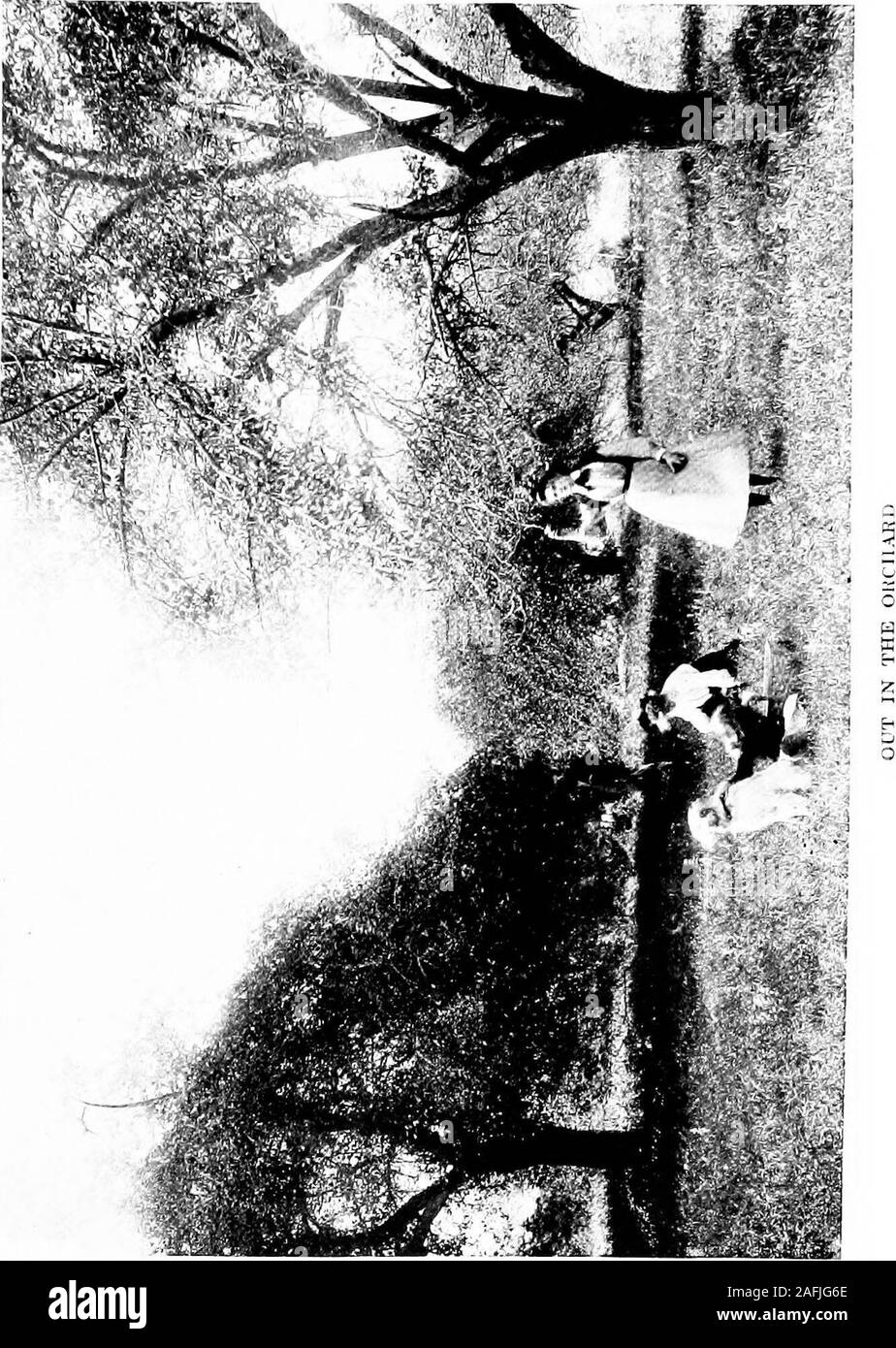 . Das Land Home. Pflaume, von guter Qualität. Monarch ist ein edler Plum jeden Weg^-in Qualität, Größe und Zuschneiden; ich glaube kaum, sollten Sie Unter - nehmen Sie ohne es zu erhalten. Der gelbe Pflaumen, Vonallen odds die Besten, die ich gesehen habe, ist Peters YellowGage, während die gewöhnlichen gelben Gage ist ein Infe - Rior Vielfalt - obwohl große und produktiv. Der neuere Produktionen aus Cross-breeding, wir haben Burbank-a straggling Züchter, aber Last-ed mit schönen goldenen Pflaumen mit Narbe berührte. Allerdings voll die Gliedmassen können geladen werden, thefruit Rots nie auf dem Baum. Red Juni ist eine Hand - einige, sehr früh, lila Pflaume, Stockfoto