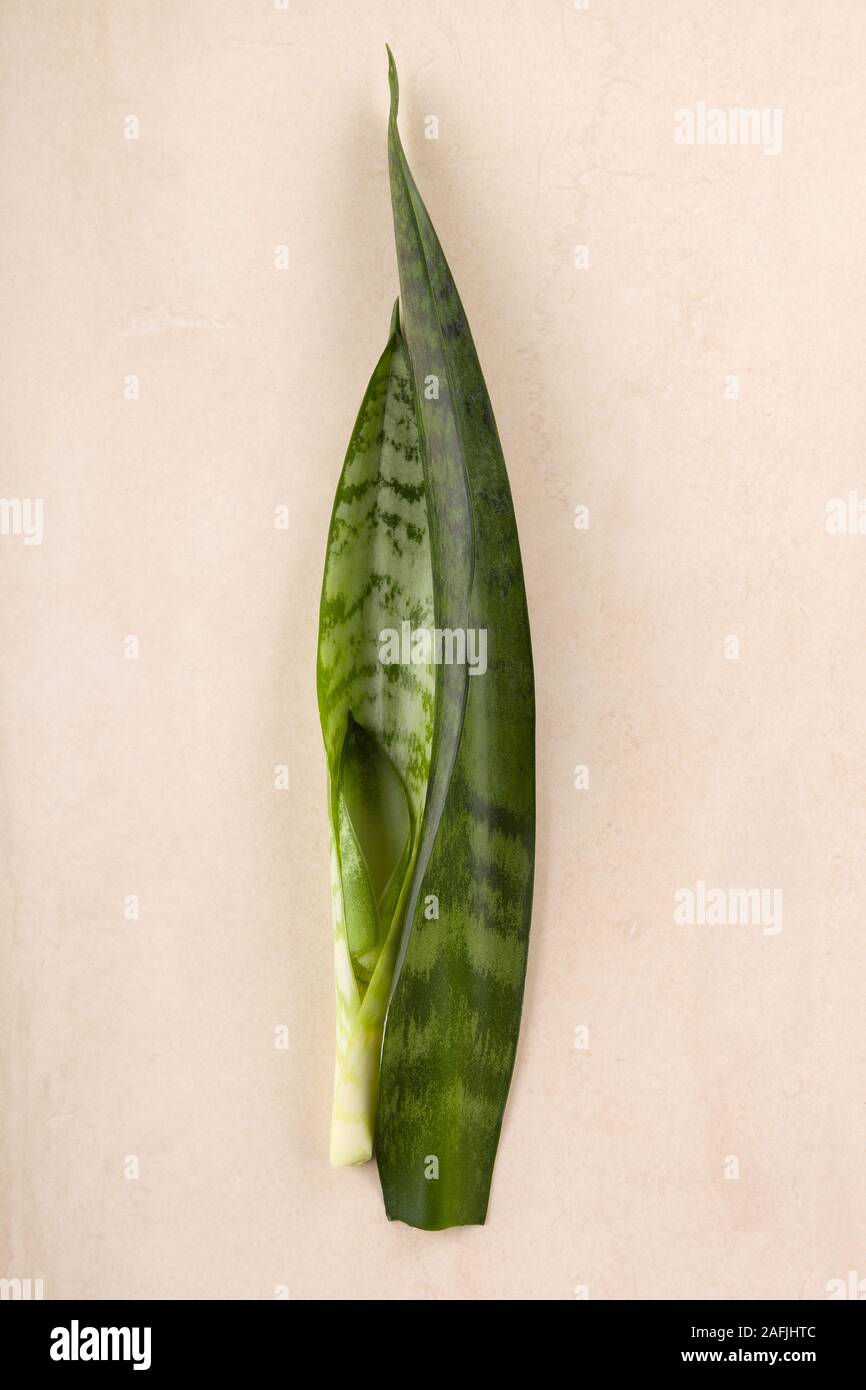 Sansevieria Trifasciata Blume Stockfotos und bilder Kaufen Alamy