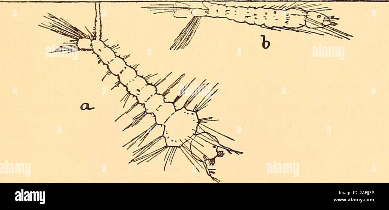 . Eine praktische Untersuchung der Malaria. Abb. 18.- Erwachsene culex Larve. Unter einer gefrorenen Oberfläche. Sie können für ein paar Stunden, ein paar Tage auf feuchten Schlamm. Die Dauer der Larvenstadium variiert je nach Temperatur, Nahrung, und möglicherweise andere Bedingungen. Die Grenzen vielleicht an von 10 auf 26 Tage. In warmen cli -. Abb. 19.- Ruheposition der Larven: a, b, Culex, Anopheles. Gehilfen, wenn geeignete Essen ist reichlich die Dauer ist ordinarilytwelve oder vierzehn Tage. In kühleren Klimazonen und Jahreszeiten theduration länger ist. Anopheles, culex Larven können unterschieden werden von den fol-genden brutto Cha Stockfoto