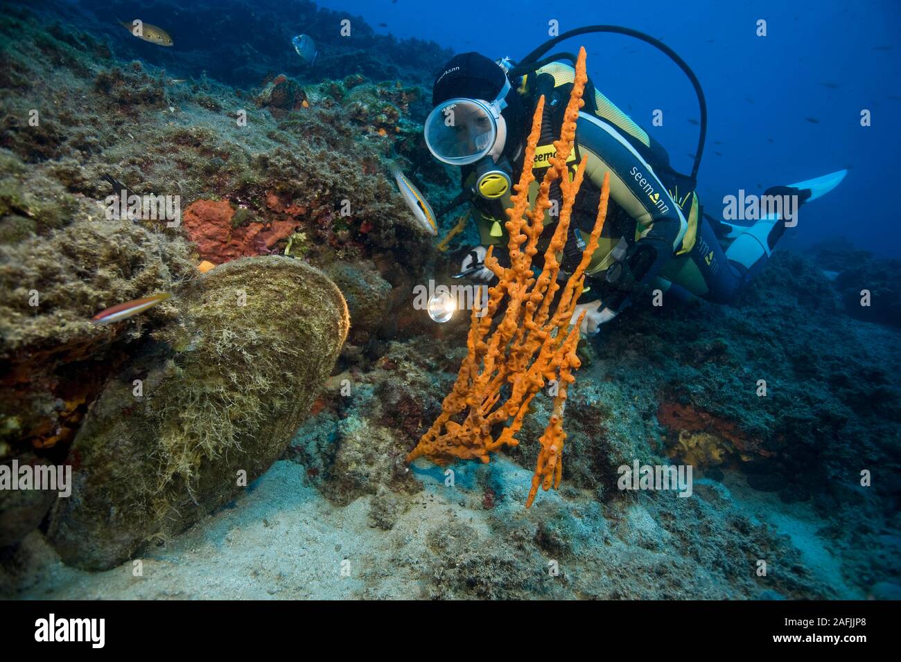 Scuba Diver Uhren ein mediterranes Schwamm (Axinella cannabina) neben einem edlen Stifteschale (Pinna nobilis), Bodrum, Türkei Stockfoto