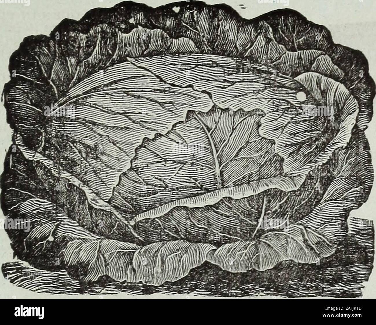 . Cole's Garten jährliche. WtflTE PEARL ClJcUAlBER. Die neue Sorte ist die Bewunderung der allgardeners. In der Gewohnheit des Wachstums dieser Sorte ist en-tirely von anderen Gurke. Settingthe Obst sehr nahe um den Stiel und matur - Diese ing früh, die Rebe andbear weiterhin frei in der gesamten Saison zu laufen. Die Farbe isa schön teuer Weiß; auch die Jungen cucum Mitglieder sind eine sehr helle Farbe, fast als reine whiteas Wenn Sie bereit für den Einsatz. Sie sind zart, solidand gestochen und herrliche Qualität, entweder für slicingor Beizen. Pro Pck., 10 cts., 3 pkts., 25 cts. WHITE PEARL GURKE. COLES CHOI Stockfoto