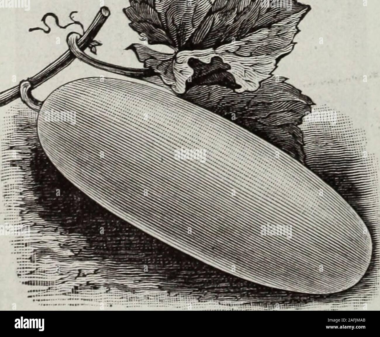 . Cole's Garten jährliche. EVERBEARING GURKE. lb.. 60 cts.. WtflTE PEARL ClJcUAlBER. Die neue Sorte ist die Bewunderung der allgardeners. In der Gewohnheit des Wachstums dieser Sorte ist en-tirely von anderen Gurke. Settingthe Obst sehr nahe um den Stiel und matur - Diese ing früh, die Rebe andbear weiterhin frei in der gesamten Saison zu laufen. Die Farbe isa schön teuer Weiß; auch die Jungen cucum Mitglieder sind eine sehr helle Farbe, fast als reine whiteas Wenn Sie bereit für den Einsatz. Sie sind zart, solidand gestochen und herrliche Qualität, entweder für slicingor Beizen. Pro Pck., 10 cts., 3 pkts., 25 c Stockfoto