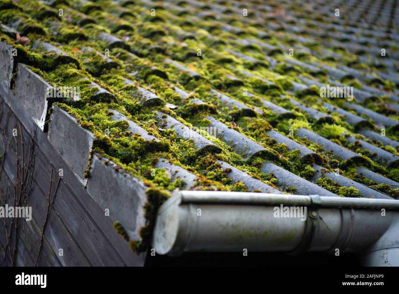 Moos Auf Dem Dach Gut Oder Schlecht Dachziegel mit moos -Fotos und -Bildmaterial in hoher Auflösung - Seite