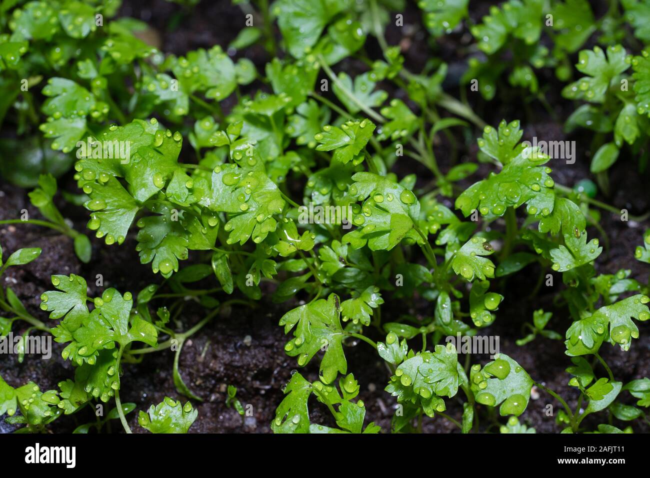 Sellerie junge Pflanzen säen Stockfoto